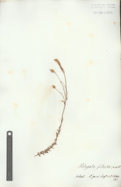 Herbier St Hilaire