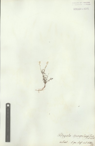 Herbier St Hilaire