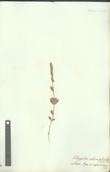Polygala adenophylla CLF017810