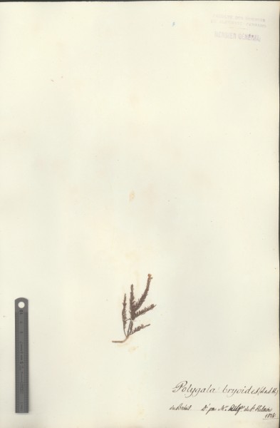 Polygala bryoides CLF017830