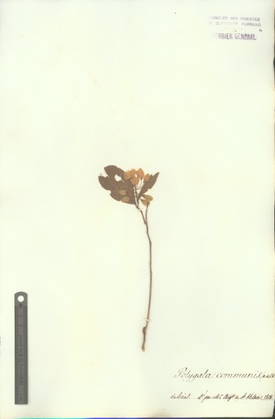 Polygala communis CLF017828