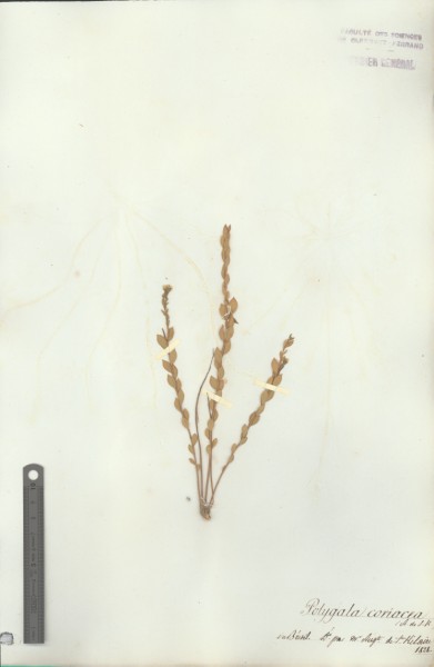 Polygala coriacea