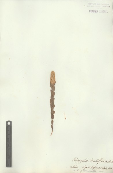 Polygala densiflora CLF017826