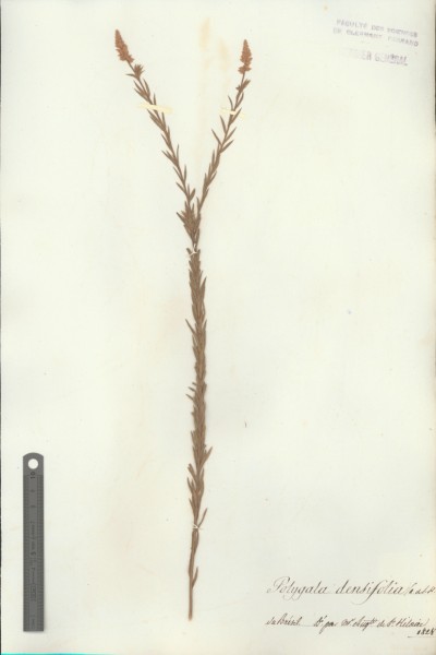 Polygala densifolia CLF017811