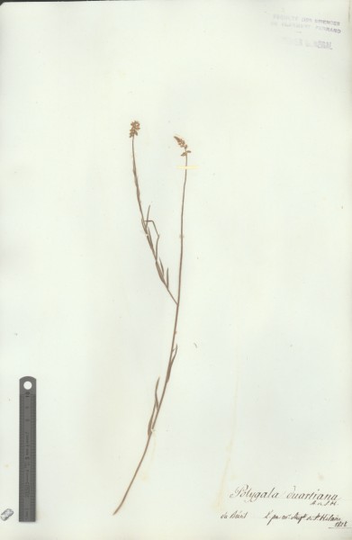 Polygala duartiana CLF017824