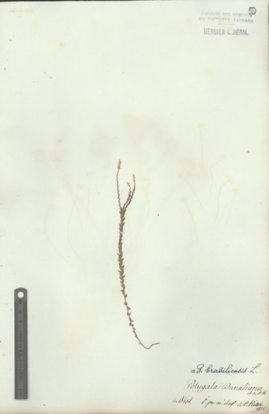 Polygala dunaliana CLF017829