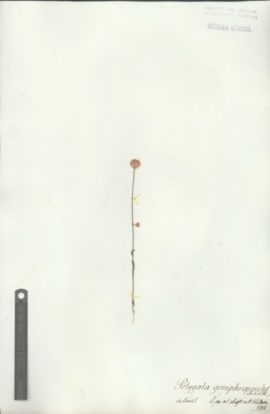 Polygala gomphrenoides CLF017827