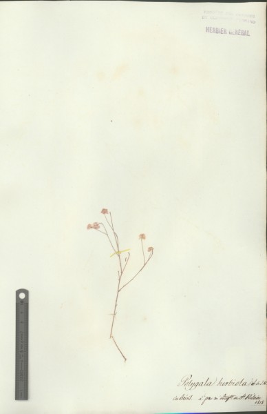 Polygala herbiola CLF017813