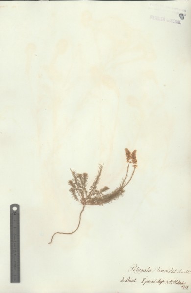 Polygala lino&Atilde;¯des CLF017814