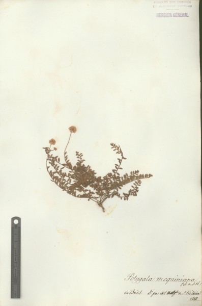 Polygala moquiniana CLF017815