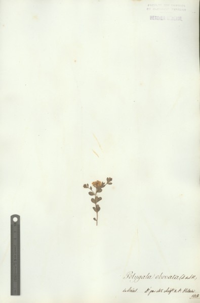 Polygala obovata CLF017817