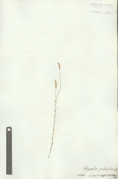 Polygala paludosa