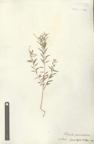 Polygala paniculata CLF017816