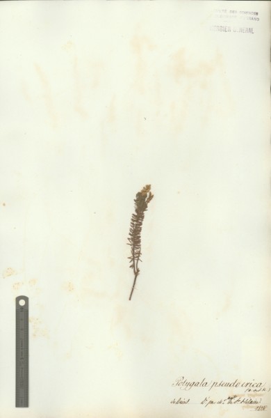 Polygala pseudoerica CLF017821