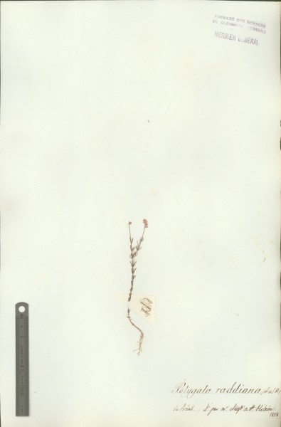 Polygala raddiana CLF017818
