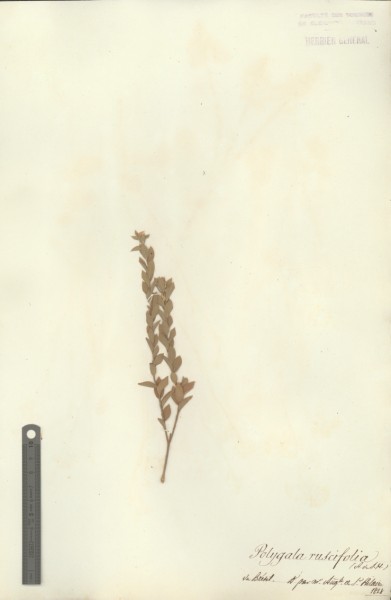 Polygala ruscifolia CLF017822