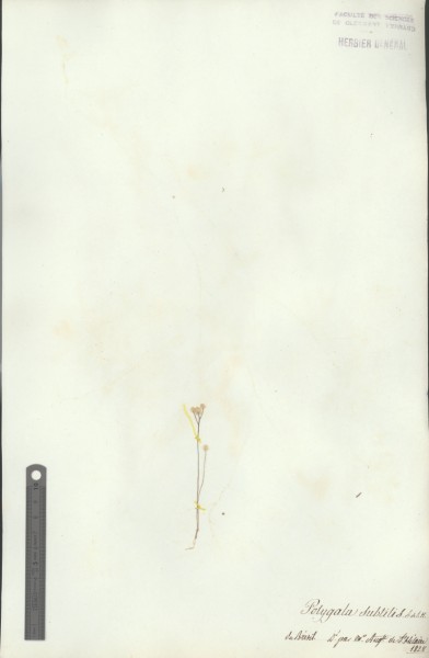 Polygala subtilis CLF017831