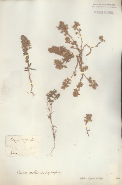 Herbier St Hilaire