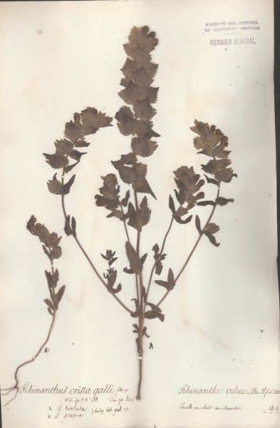 Herbier St Hilaire