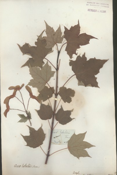 Acer lobelii CLF023863