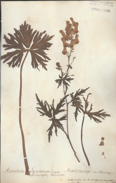 Aconitum lycoctonum CLF007566