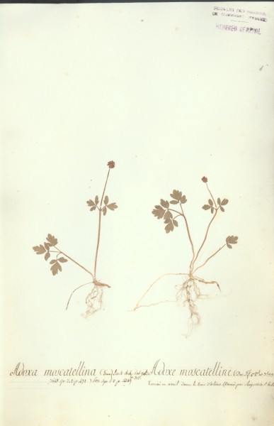 Adoxa moscatellina CLF042901