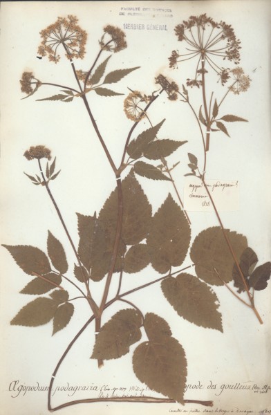 Aegopodium podagraria CLF040618