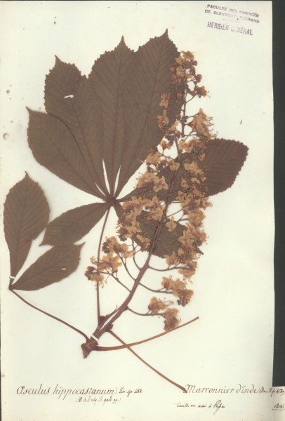 Aesculus hippocas CLF023777