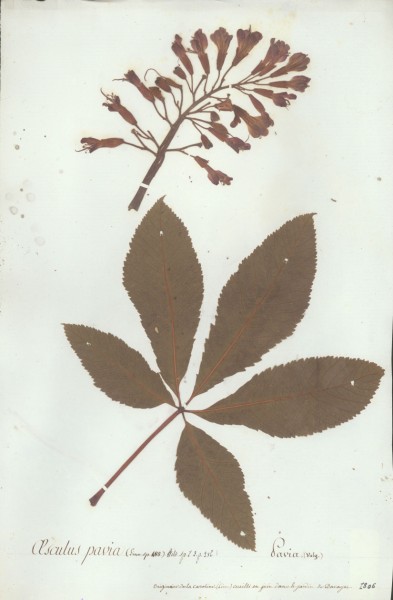 Aesculus pavia CLF023786