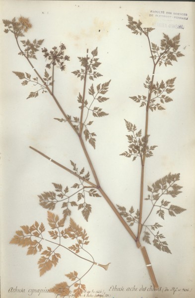 Aethusa cynapium CLF042101