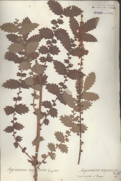 Agrimonia eupatoria CLF034182