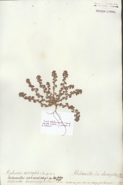 Alchemilla arvensis CLF034056