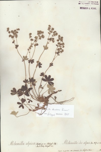 Alchemilla balsatica CLF034025