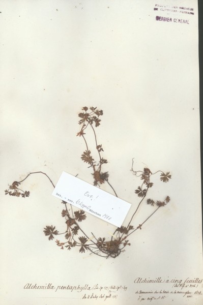 Alchemilla pentaphylla CLF034074