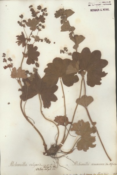 Alchemilla vulgaris CLF034118
