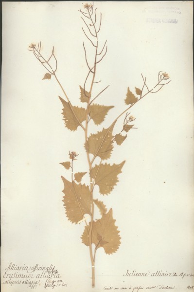 Alliaria officinalis CLF014180