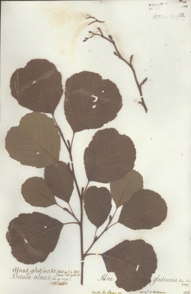 Alnus glutinosa