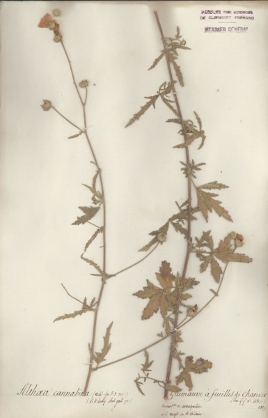 Althaea cannabina CLF020682
