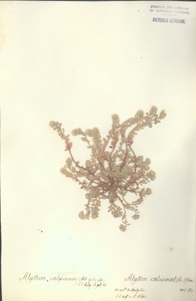 Alyssum campestre CLF013801