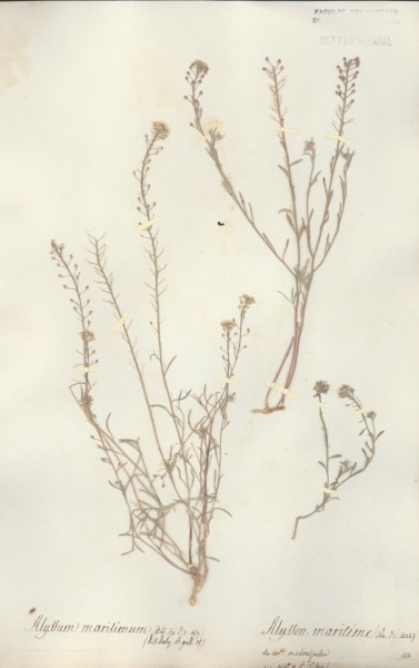 Alyssum maritimum CLF013850