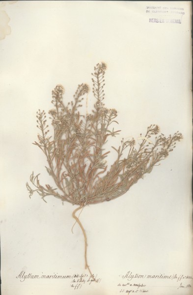 Alyssum maritimum CLF013864