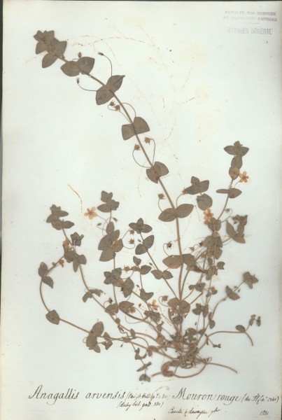 Anagallis arvensis