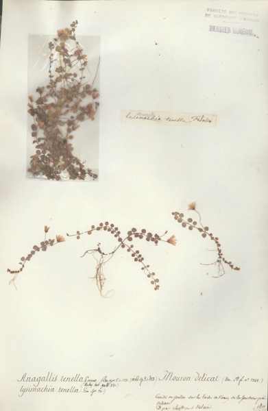 Anagallis tenela