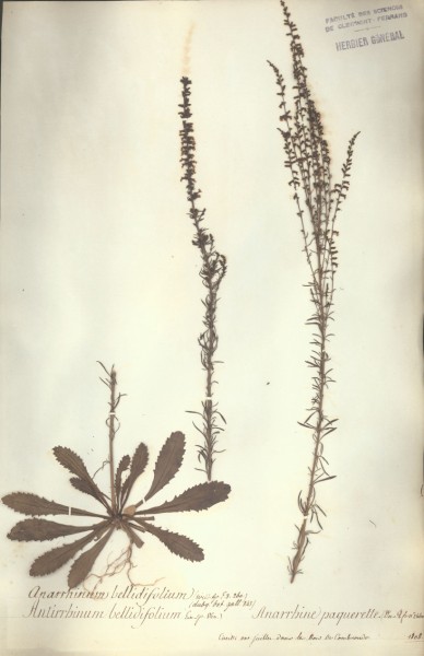Anarrhinum bellidifolium CLF068790