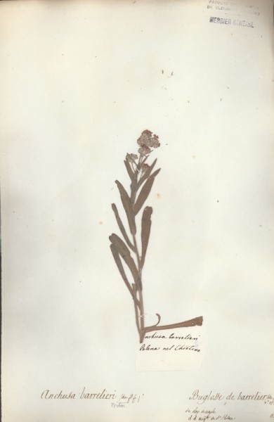 Anchusa barrelieri