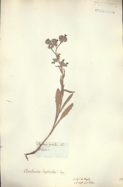 Anchusa hybrida CLF062708