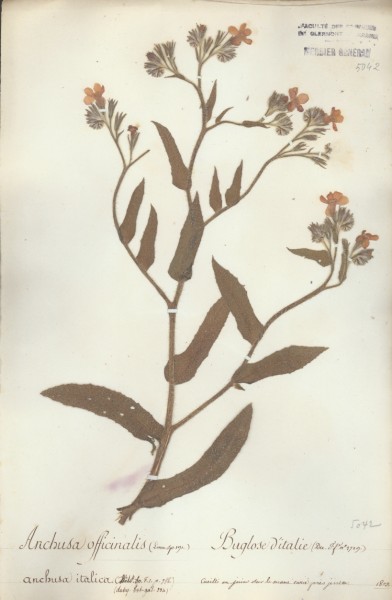 Anchusa officinalis