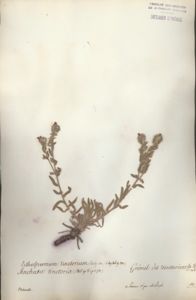Anchusa tinctoria CLF062859