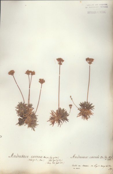 Androsace carnea CLF005273