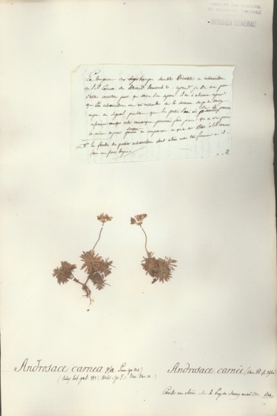 Androsace carnea CLF005276